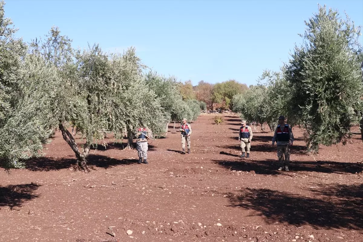 Kilis’te Zeytin Hırsızlığına Karşı Denetim