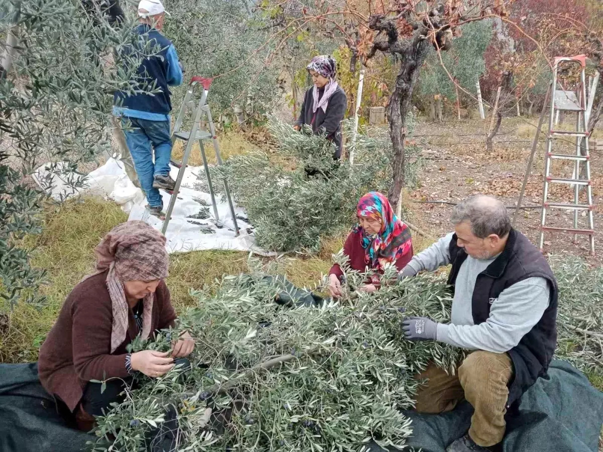 Sarıcakaya’da Zeytin Hasadı Rekor Kırdı